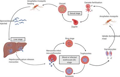 Beyond Binding: The Outcomes of Antibody-Dependent Complement Activation in Human Malaria